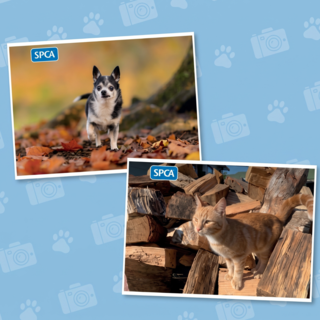 SPCA 2027 Charity Calendar