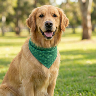 Petdirect Dog Bandana