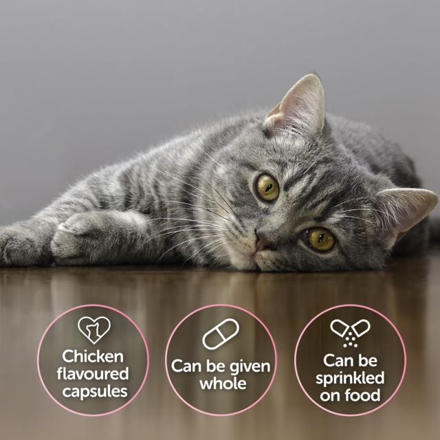 Protexin Veterinary Cystophan Daily Supplement Capsules for Cats - Product Image 3