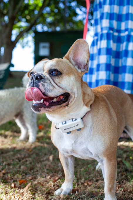 Heyrex 2 Dog Biosensor Health and Location Tracker - Product Image 4