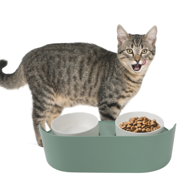 M-PETS Altitude Raised Ceramic Cat and Dog Bowl - Product Image 3
