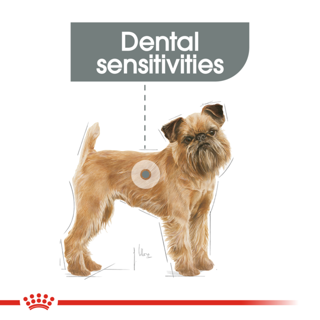 Royal Canin Mini Dental Care Dry Dog Food - Product Image 2