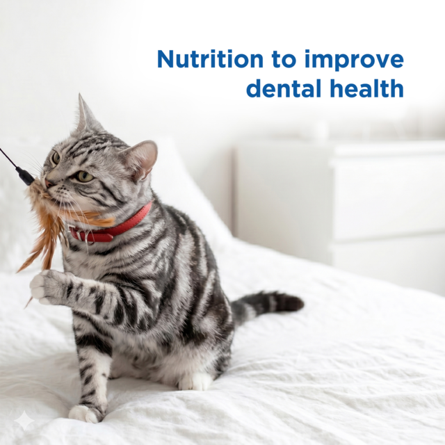 Hill's Science Diet Adult Oral Care Chicken Dry Cat Food - Product Image 4