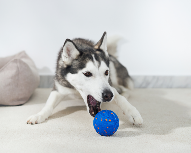Cheerble Wicked Ball Air Smart Dog Toy - Product Image 11
