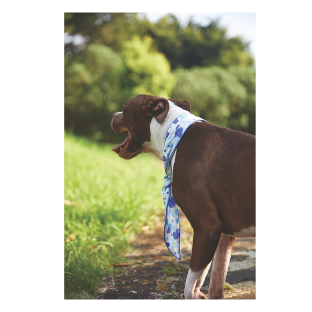 M-PETS Cooling Dog Scarf - Product Image 8