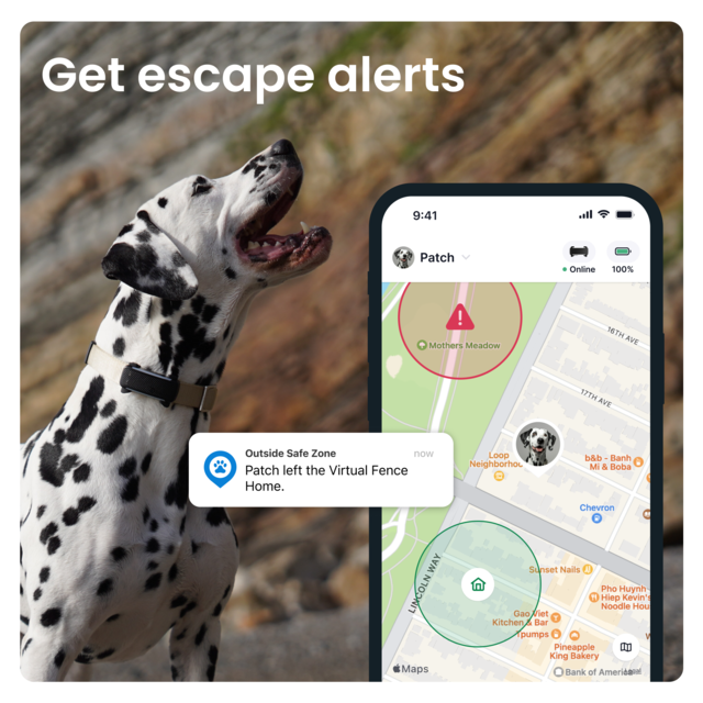 Tractive Dog 6 GPS  and Health Tracker  - Product Image 5