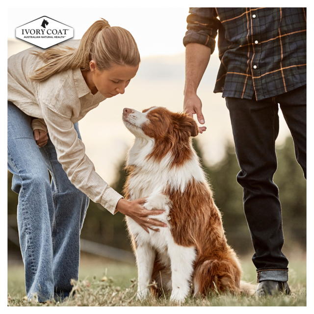 Ivory Coat Grain Free Lamb & Kangaroo Stew Adult Wet Dog Food - Product Image 9