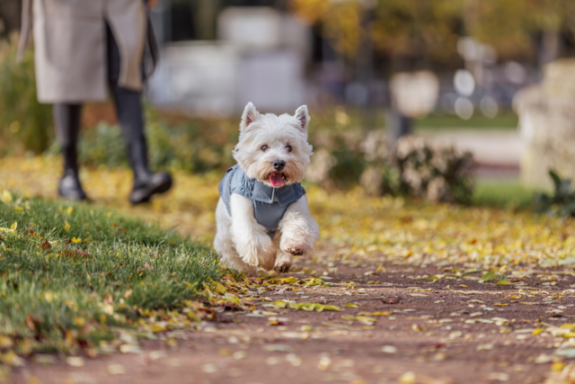 Trixie Ajou Dog Coat  - Product Image 5