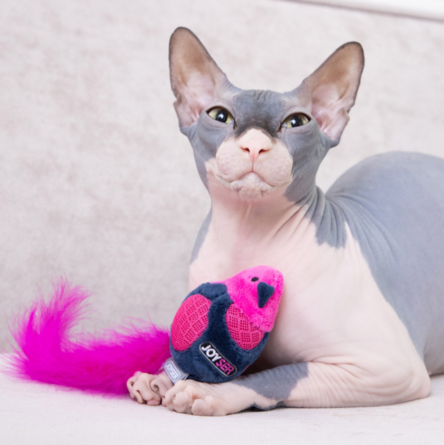 JOYSER Interactive Bird Cat Toy - Product Image 3