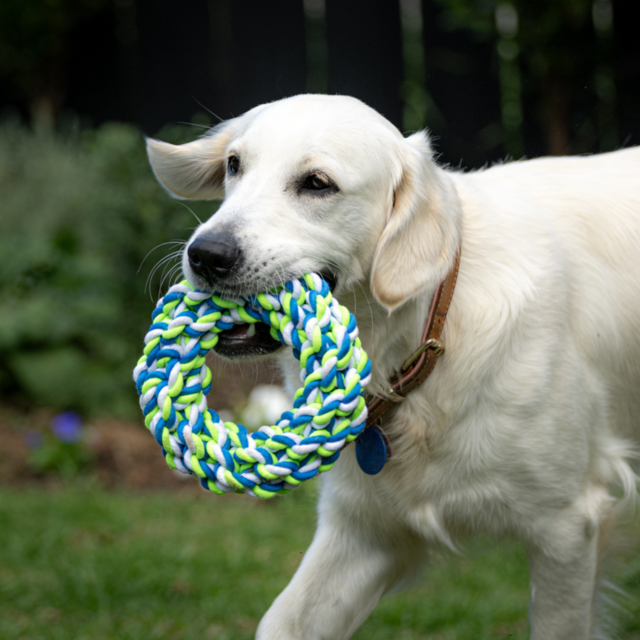 Pup & Purr Ruff Ring Rope Dog Toy - Product Image 1