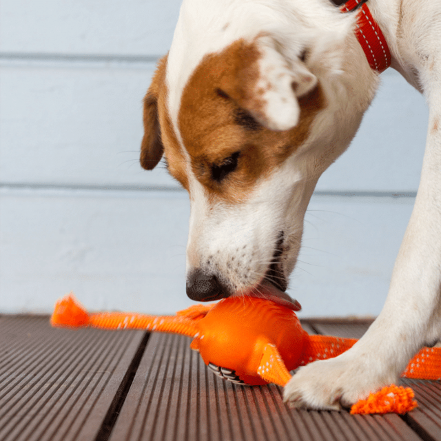 Rogz Flossy Grinz Dog Toy - Product Image 3
