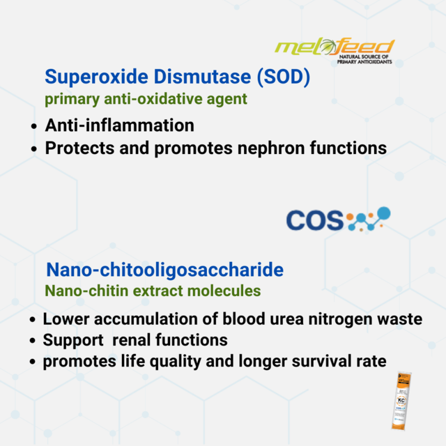 VetSynova VF+ Core KC Kidney Care Complex - Product Image 5