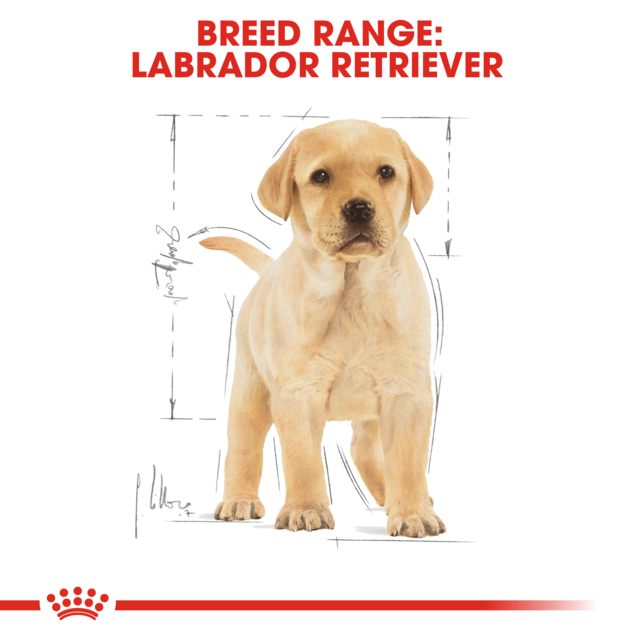 Royal Canin Labrador Retriever Puppy Dry Dog Food - Product Image 3