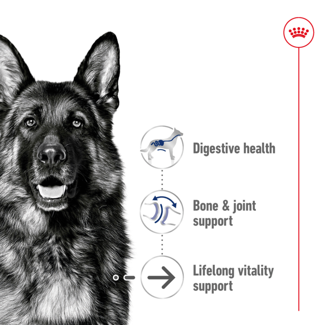 Royal Canin Maxi Ageing 8+ Dry Dog Food - Product Image 2