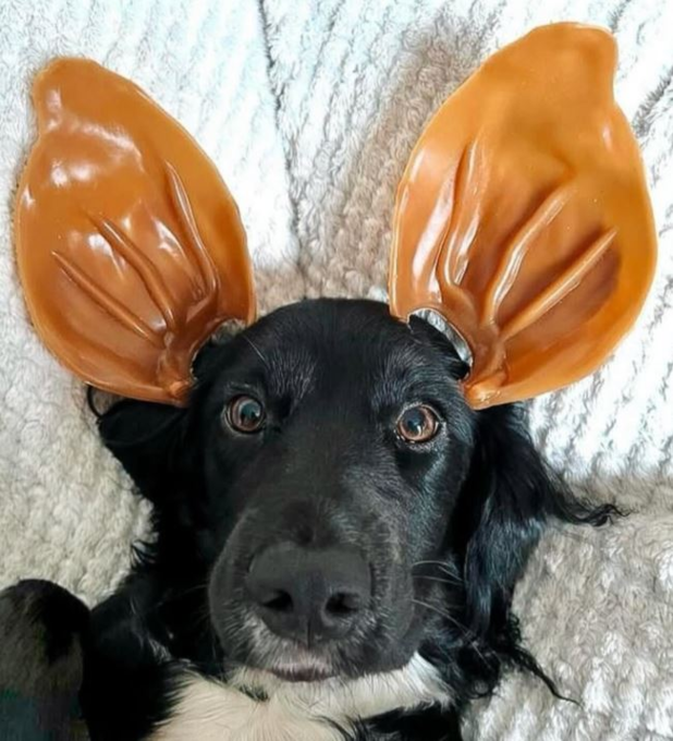 Mak's Patch Pig Ear Dog Treats - Product Image 4