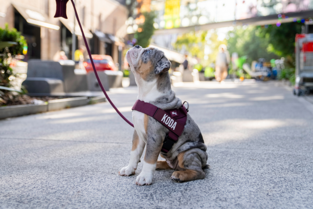 Dog Friendly Co. Premium Dog Harness  - Product Image 5