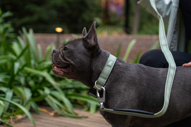 Dog Friendly Co. Premium Dog Tactical Collar - Product Image 5