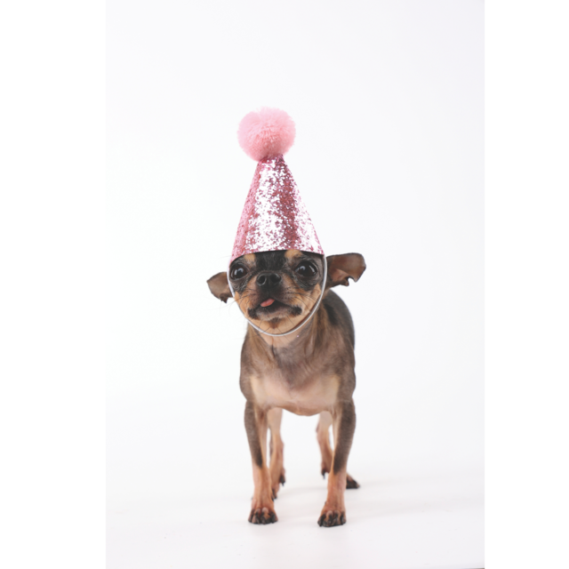 M-PETS Party Time Lady Birthday Party Pack For Dogs - Product Image 10