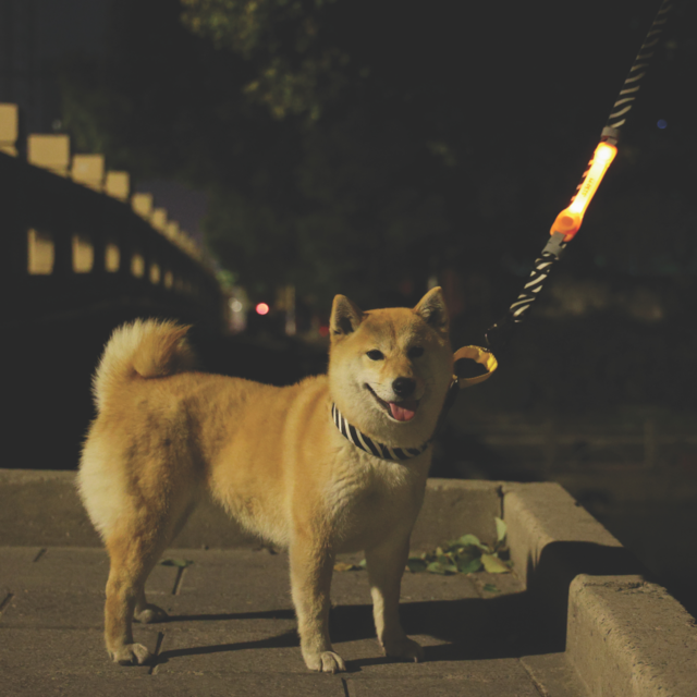 M-PETS Flash Rechargeable LED Light Dog Band - Product Image 4