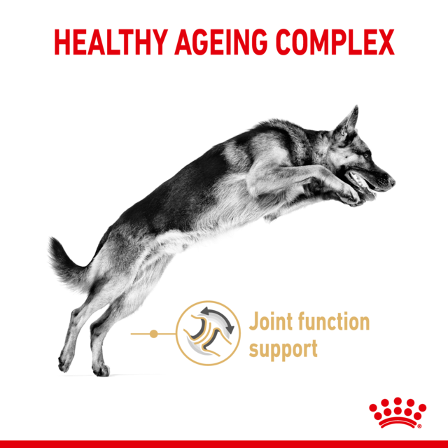 Royal Canin German Shepherd Adult 5+ Senior Dry Dog Food - Product Image 3