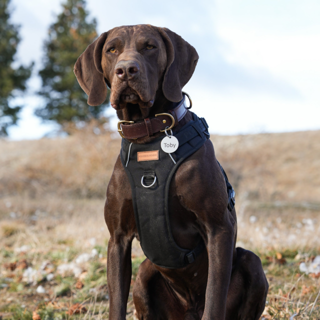 Pointer & Hound Signature Dog Harness - Product Image 9