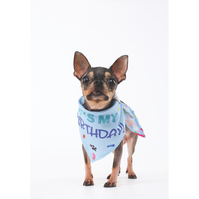 M-PETS Party Time Gentleman Birthday Party Pack For Dogs - Product Image 10