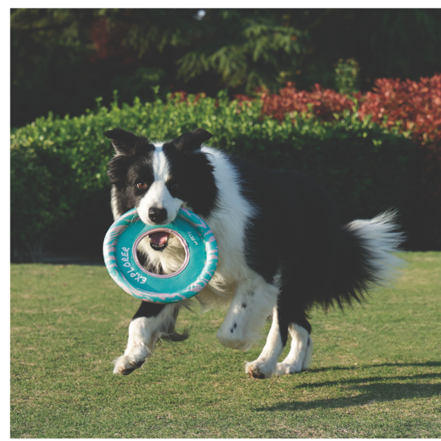 M-PETS Sprintpuff Floatable Frisbee Dog Fetch Toy - Product Image 6