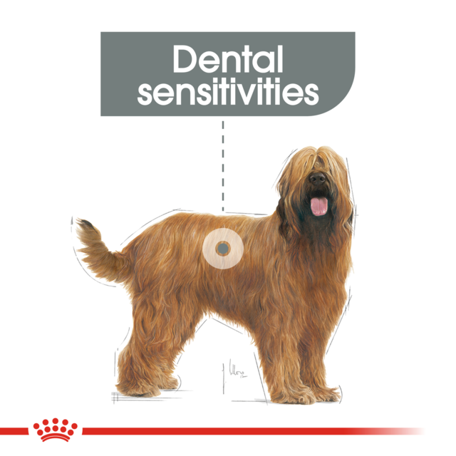 Royal Canin Maxi Dental Care Dry Dog Food - Product Image 2