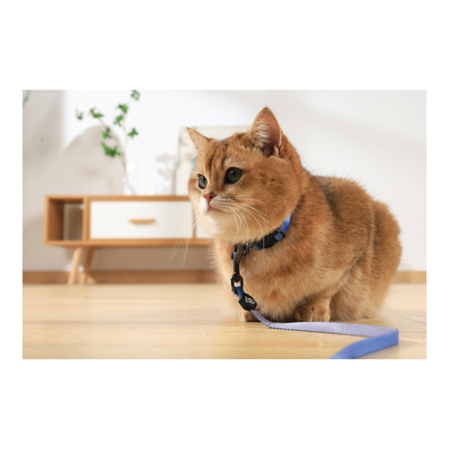 M-PETS Gentle Cat Harness and Leash Set - Product Image 10