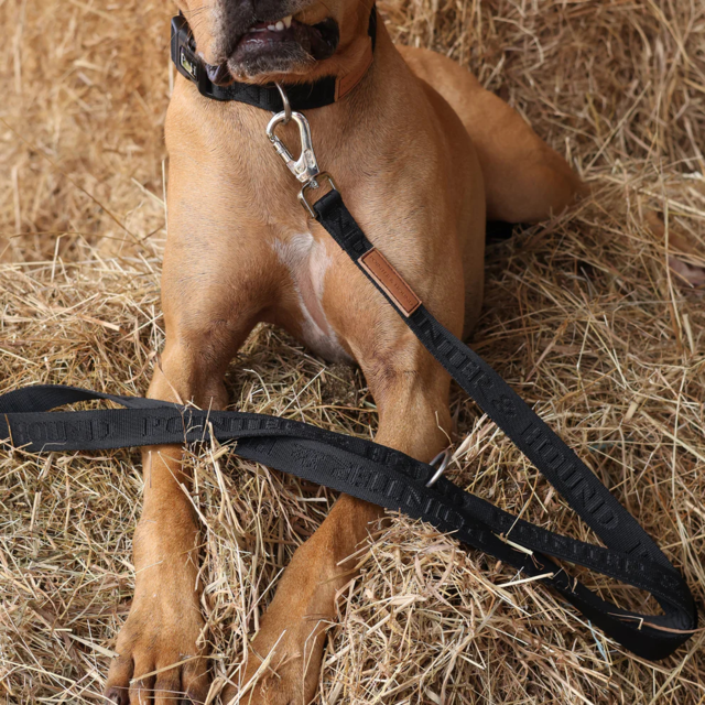 Pointer & Hound Signature Dog Lead - Product Image