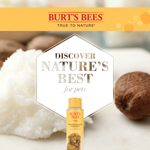 Burt's Bees Shea Butter and Honey Hypoallergenic Dog Shampoo - Product Image 3