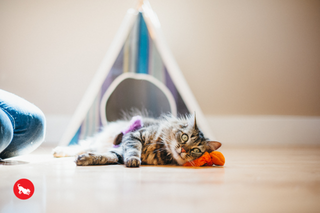 P.L.A.Y. Feline Frenzy Wiggly Wormies Cat Toy - Product Image 3