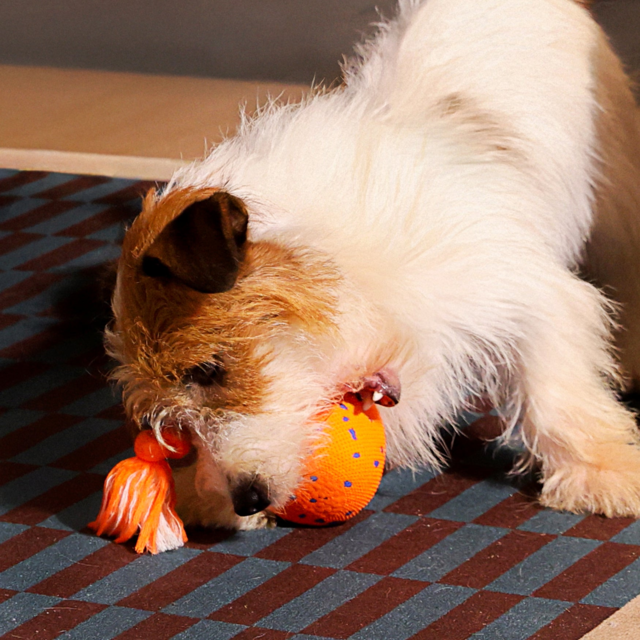 Cheerble Wicked Ball Rolly Smart Dog Toy - Product Image 14