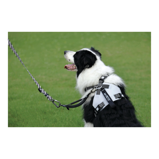 M-PETS Dog Lead Shock Absorber Extension - Product Image 5