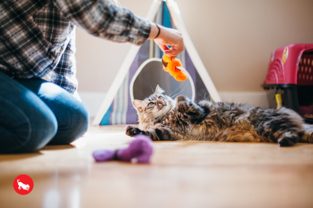 P.L.A.Y. Feline Frenzy Wiggly Wormies Cat Toy - Product Image 4