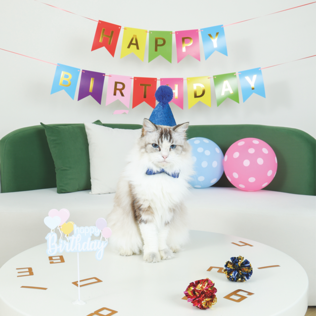 M-PETS Party Time Gentleman Birthday Party Pack For Cats - Product Image 2