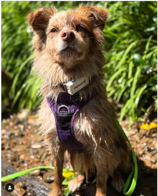 Heyrex 2 Dog Biosensor Health and Location Tracker - Product Image 3