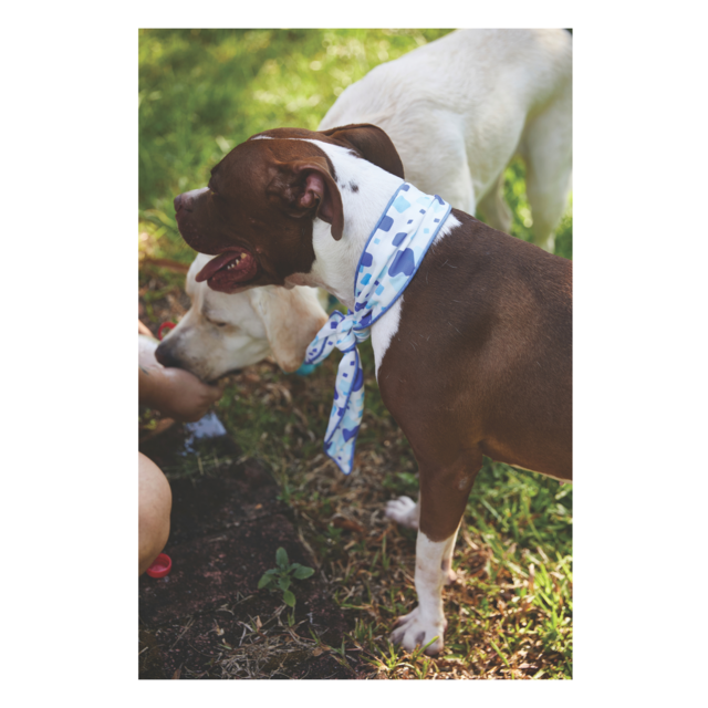 M-PETS Cooling Dog Scarf - Product Image 7
