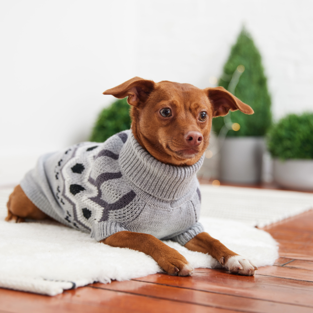 GF Pet Heritage Sweater  - Product Image 3