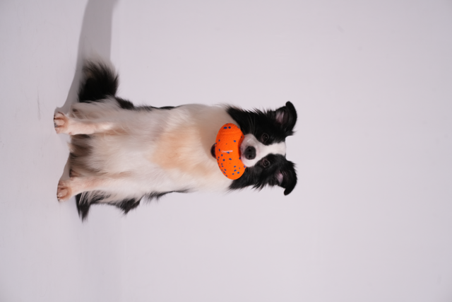 Cheerble Wicked Rugby Smart Dog Toy - Product Image 3