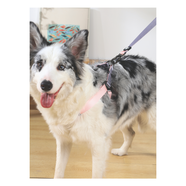 M-PETS Gentle Dog Triangle Dog Harness - Product Image 5