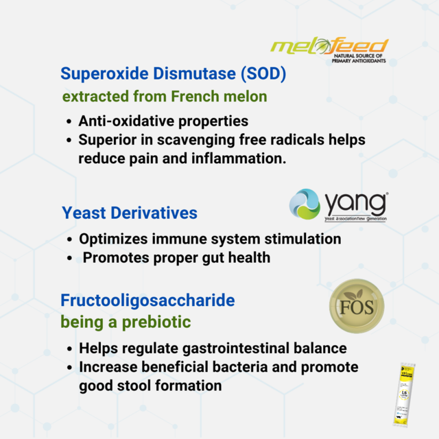 VetSynova VF+ Core LS L-Lysine - Product Image 5