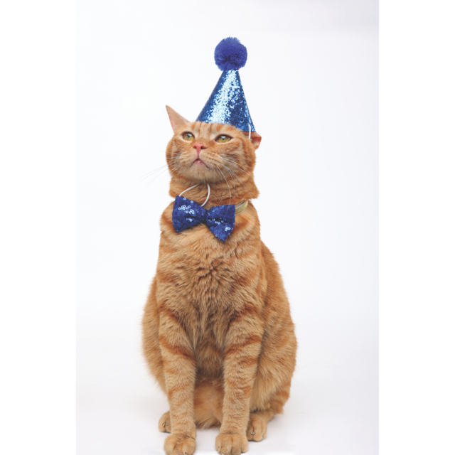 M-PETS Party Time Gentleman Birthday Party Pack For Cats - Product Image 10
