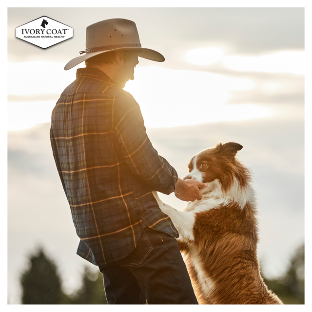 Ivory Coat Grain Free Large Breed Lamb Adult Dry Dog Food - Product Image 4