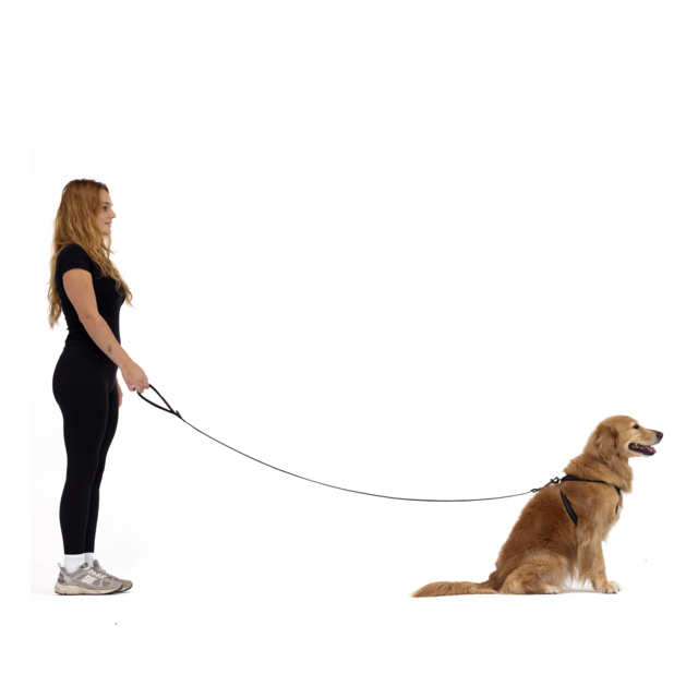 EzyDog Essential Adjustable Leash  - Product Image 3