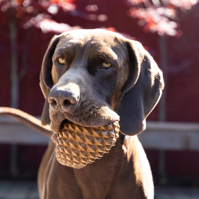 Pointer & Hound Pinecone Dog Toy - Product Image 6