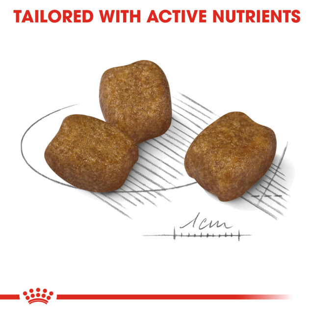 Royal Canin Mini Dental Care Dry Dog Food - Product Image 3