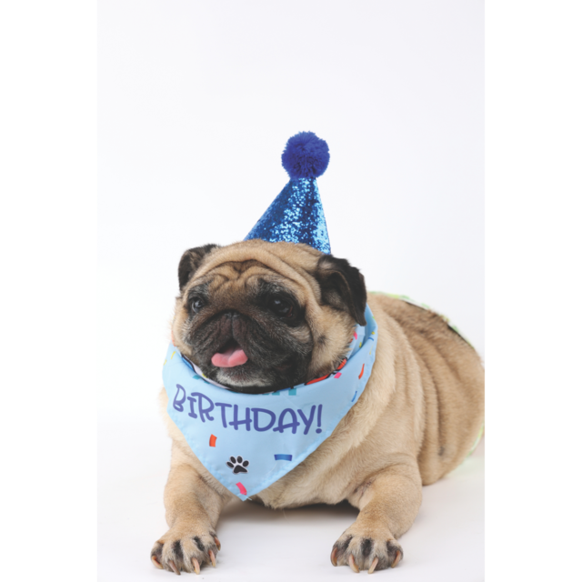 M-PETS Party Time Gentleman Birthday Party Pack For Dogs - Product Image 11
