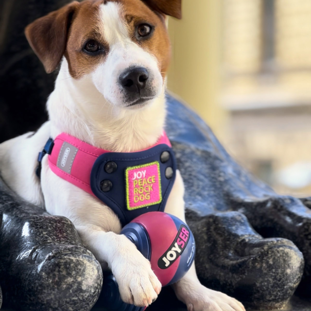 JOYSER Active Duo Ball Dog Toy - Product Image 2