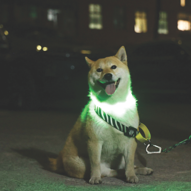 M-PETS Flash Rechargeable LED Light Dog Collar - Product Image 2